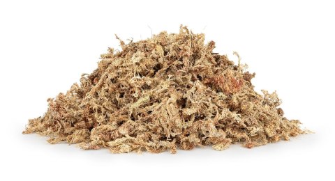 Mech torfowiec Sphagnum moss 25g Mech torfowiec Sphagnum moss 25g
